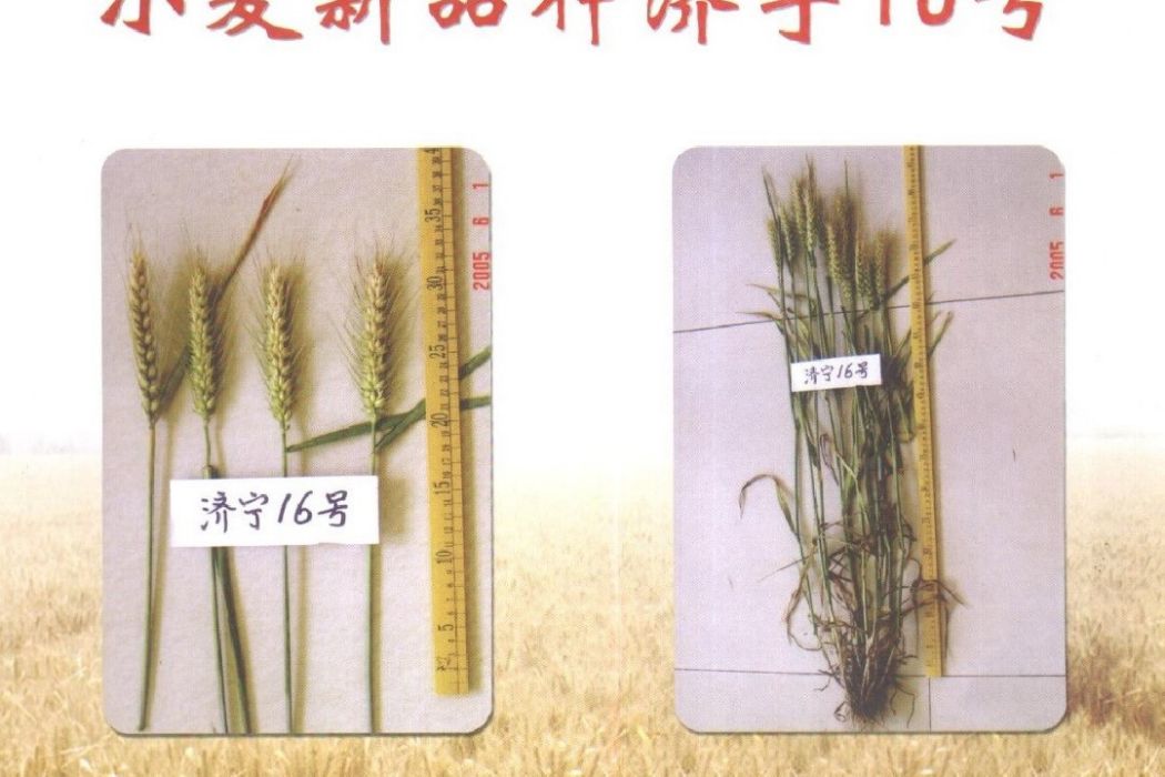 濟寧16號 濟寧16號