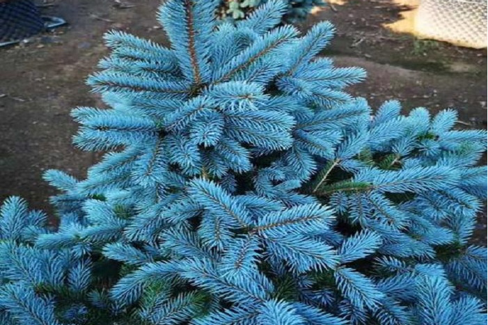 藍雲杉180號 藍雲杉180號