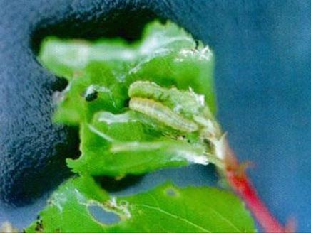 被芽白小卷蛾危害的植物