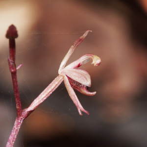 Stigmatodactylus corniculatus