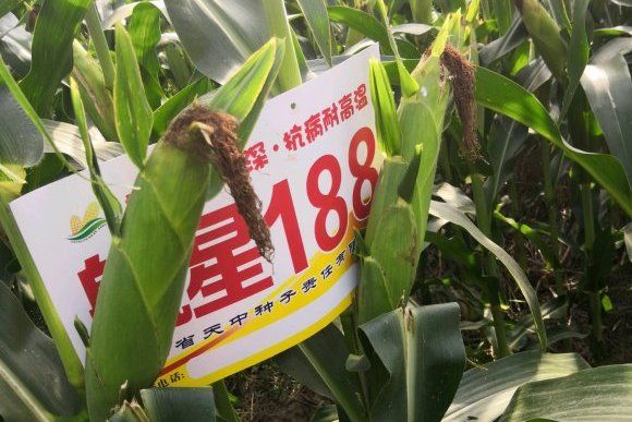 航星188 航星188