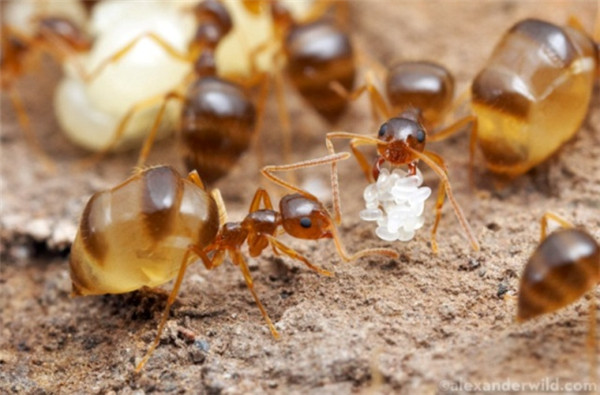 前結蟻屬-冬蟻Prenolepis imparis
