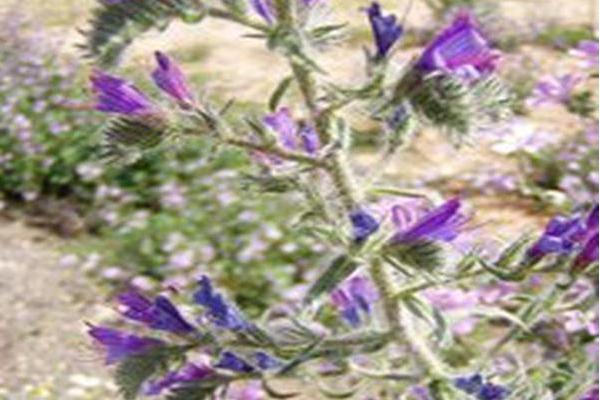 Echium vulgare Echium vulgare