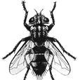 灰等腿寄蠅 灰等腿寄蠅