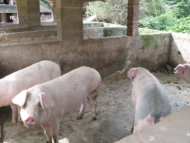 龍灘寨自然村-生豬養殖