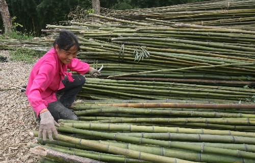 農民整理竹子
