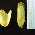 芒果核(無患子目漆樹科植物) 芒果核(無患子目漆樹科植物)