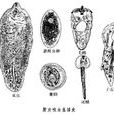 小土蝸 小土蝸