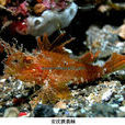 安汶狹蓑鮋 安汶狹蓑鮋