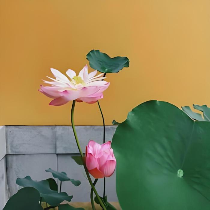 梵行緣堂 梵行緣堂