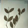 黑葉山柑 黑葉山柑