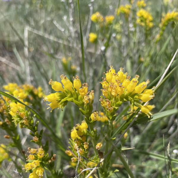 Moltkia aurea