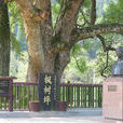 三灣鄉(永新縣下轄鄉) 三灣鄉(永新縣下轄鄉)