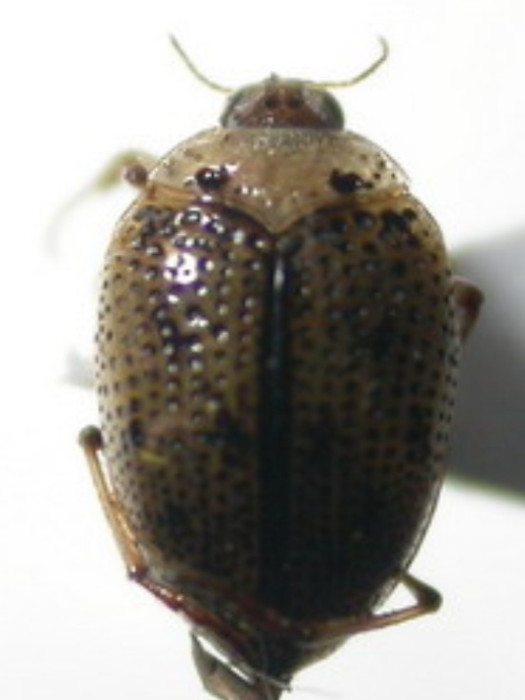 沼梭甲 沼梭甲