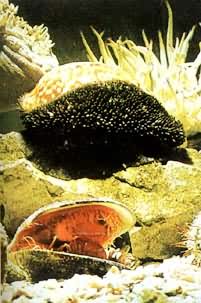 營底棲生活的虎斑寶貝，屬軟體動物腹足類