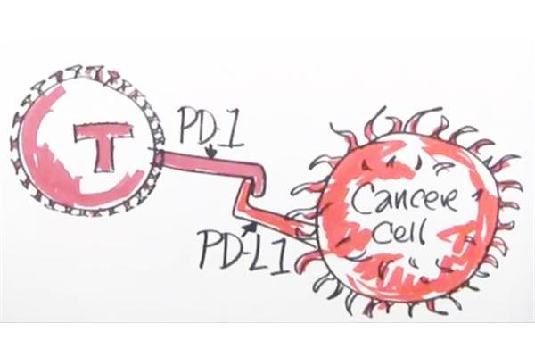 PDL1 PDL1