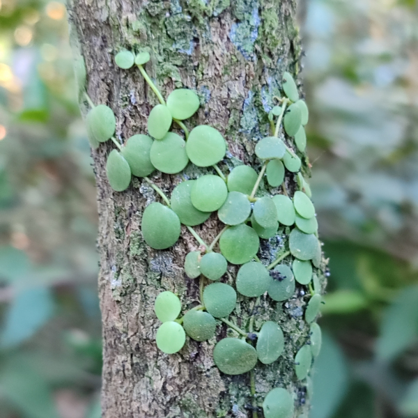 Peperomia cyclophylla