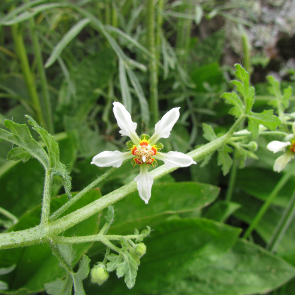 Blumenbachia catharinensis