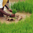 印度農業