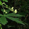 粗莖烏頭 粗莖烏頭