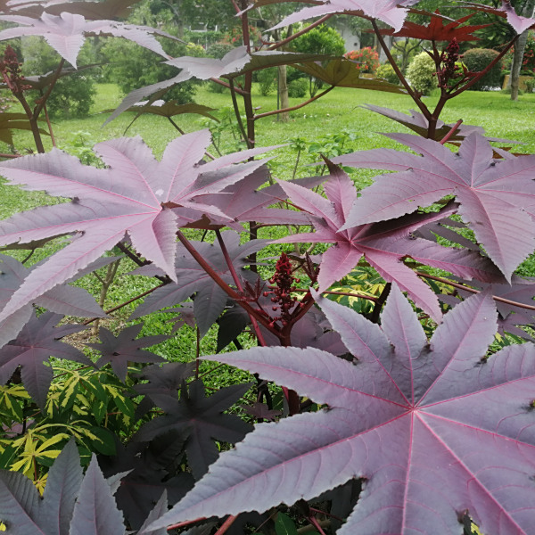 蓖麻(Ricinus communis) 蓖麻(Ricinus communis)