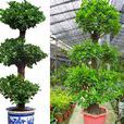 搖錢樹(蕁麻目榆科植物) 搖錢樹(蕁麻目榆科植物)