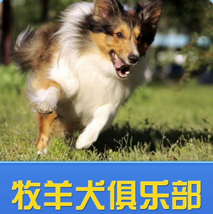 中國牧羊犬俱樂部