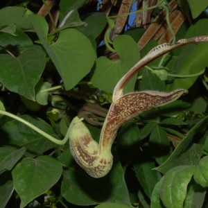 Aristolochia esperanzae