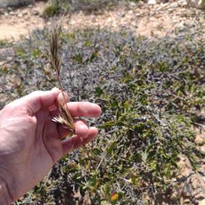 Rytidosperma acerosum