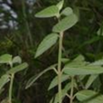 碎密花(雜密花) 碎密花(雜密花)