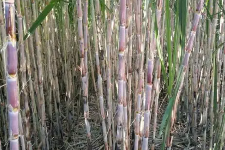桂熱2號 桂熱2號