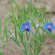 家山黧豆 家山黧豆