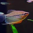 珍珠魚 珍珠魚