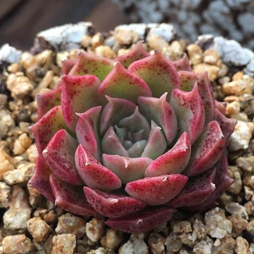 莫西乾人(景天科擬石蓮屬多肉植物) 莫西乾人(景天科擬石蓮屬多肉植物)