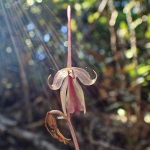 Stigmatodactylus cymbalariifolius