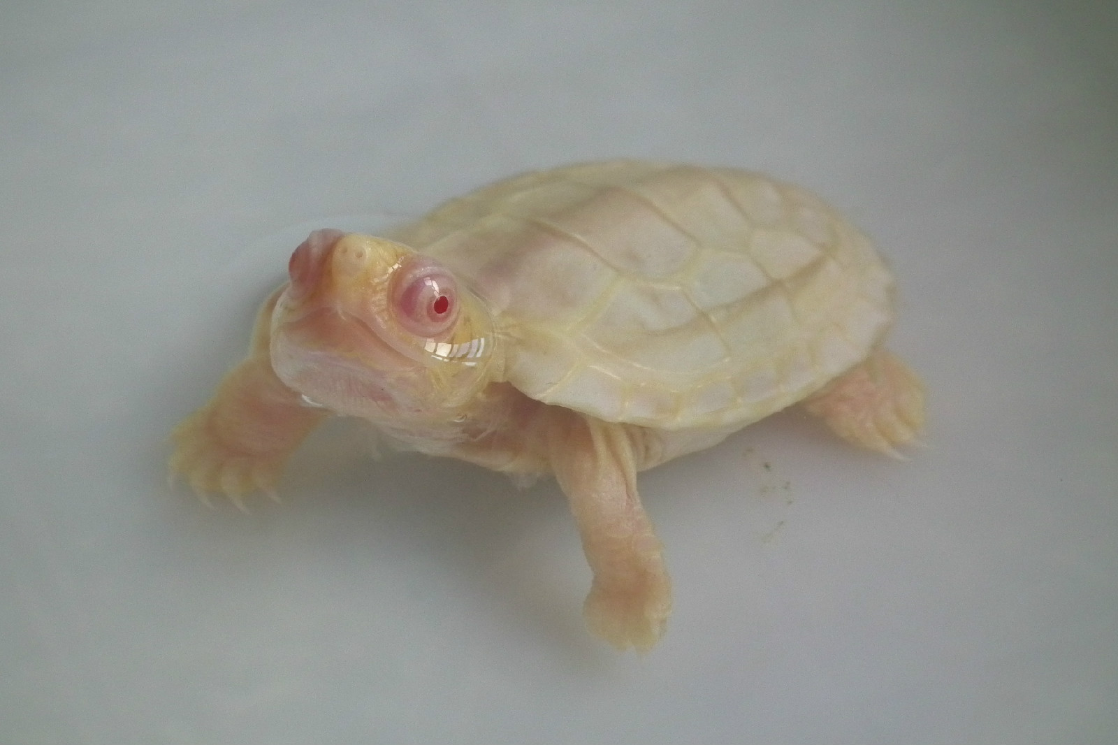 白化龜