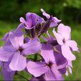 香花暗羅 香花暗羅