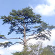 南方鐵杉