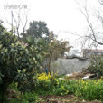 皖香緣 皖香緣