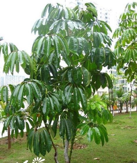 昆士蘭傘木