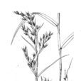 披針葉香茅 披針葉香茅
