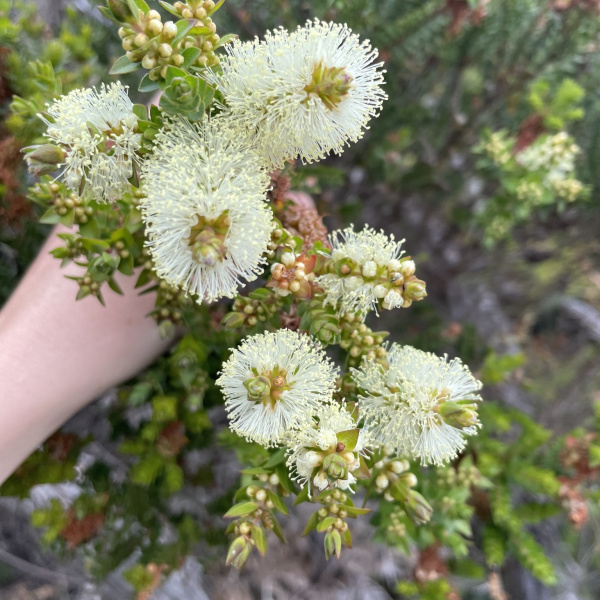 Melaleuca squarrosa