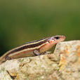 銅石龍子 銅石龍子