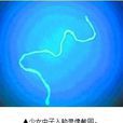 罕見活蟲 罕見活蟲