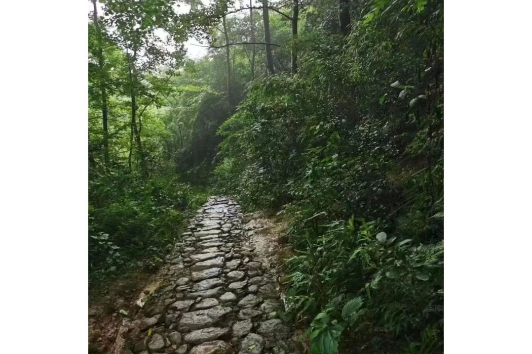 八嶺坑古道