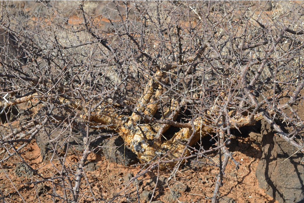 Commiphora Commiphora