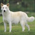 卡南犬 卡南犬