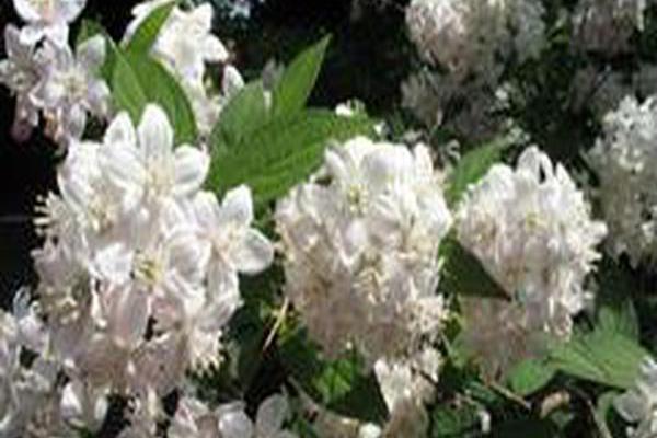 Deutzia × hybrida \x27Perle Rose\x27 Deutzia × hybrida \x27Perle Rose\x27
