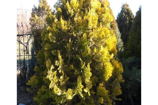 京灑柏3號 京灑柏3號