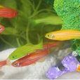 螢光魚(麗魚科魚類) 螢光魚(麗魚科魚類)